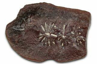 Fossil Horsetail (Annularia) Nodule Half - Mazon Creek #336192