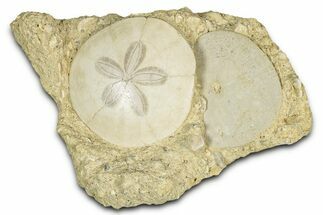 Two Fossil Sand Dollars (Scutella) - France #336748