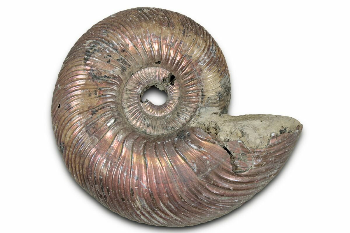 Pyritized Shells 2.05