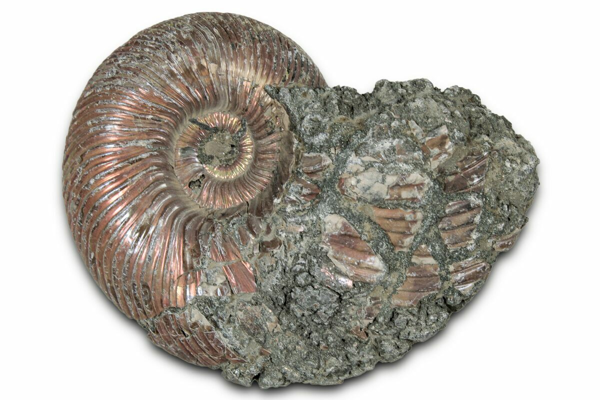 Pyritized Shells 2.25