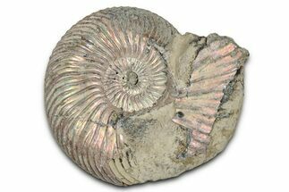 Iridescent, Pyritized Ammonite (Quenstedticeras) Fossil - Russia #336206