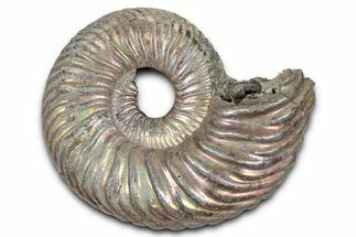 Iridescent, Pyritized Ammonite (Quenstedticeras) Fossil - Russia #336221