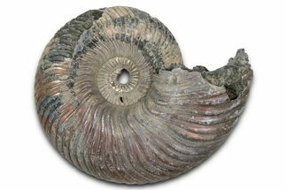 Iridescent, Pyritized Ammonite (Quenstedticeras) Fossil - Russia #336222