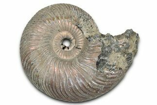 Iridescent, Pyritized Ammonite (Quenstedticeras) Fossil - Russia #336224