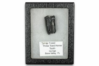 Fossil Three-Toed Horse Tooth - Bone Valley, Florida #336405