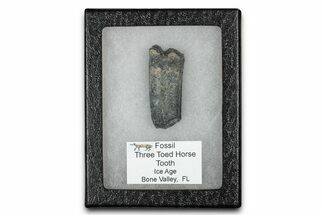 Fossil Three-Toed Horse Tooth - Bone Valley, Florida #336415