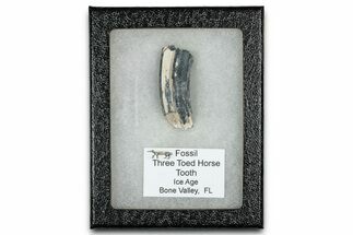 Fossil Three-Toed Horse Tooth - Bone Valley, Florida #336412