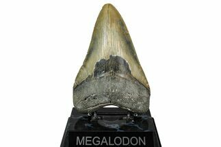 Serrated, Fossil Megalodon Tooth - North Carolina #336957