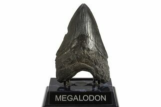 Fossil Megalodon Tooth - South Carolina #336942