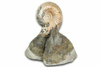 Iridescent, Pyritized Ammonite (Quenstedticeras) Fossil Display #335889