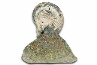 Iridescent, Pyritized Ammonite (Quenstedticeras) Fossil Display #335890