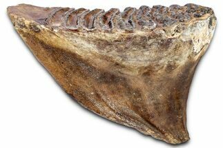 Elderly Woolly Mammoth Lower M Molar - North Sea Deposits #337184