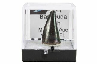 Fossil Miocene-Aged Barracuda Teeth - Venice, Florida #337201