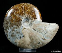 Inch Ammonite - Polished One Side - Iridescent Other #2906