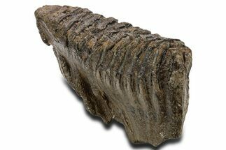 Fossil Elderly Woolly Mammoth Lower Left M Molar - Poland #337180