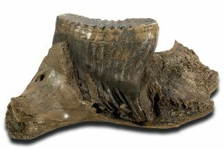 Fossil Woolly Mammoth Jaw with M Molar - Germany #337187