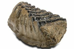 マンモス化石 博物館級 upper molar with M2 マンモス化石 博物館級