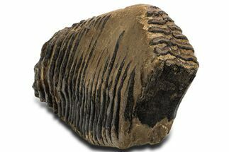 Superb, Fossil Woolly Mammoth Upper M Molar - Poland #337192