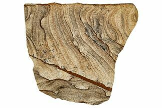 Polished Biggs Jasper Slab - Oregon #336989