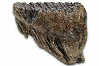 Fossil Woolly Mammoth Lower M Molar - Poland #337200
