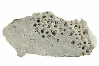 Silurian Dolostone w/ Sparkling Fossil Coral (Fletcheria) - Ohio #336588