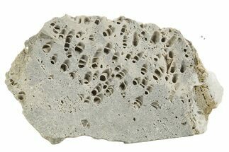 Silurian Dolostone w/ Sparkling Fossil Coral (Fletcheria) - Ohio #336589