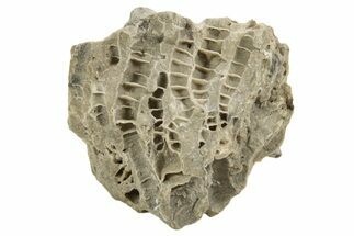 Silurian Dolostone w/ Sparkling Fossil Coral (Fletcheria) - Ohio #336593