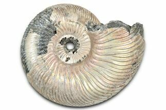 Iridescent, Pyritized Ammonite (Quenstedticeras) Fossil - Russia #337336