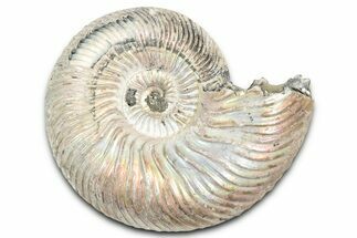 Iridescent, Pyritized Ammonite (Quenstedticeras) Fossil - Russia #337343