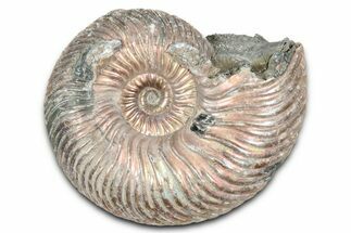 Iridescent, Pyritized Ammonite (Quenstedticeras) Fossil - Russia #337346