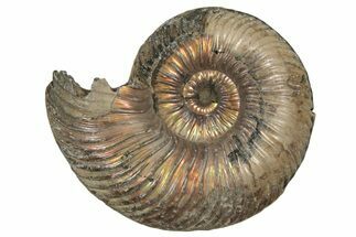 Iridescent, Pyritized Ammonite (Quenstedticeras) Fossil - Russia #337300