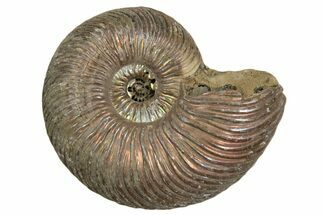 Iridescent, Pyritized Ammonite (Quenstedticeras) Fossil - Russia #337307
