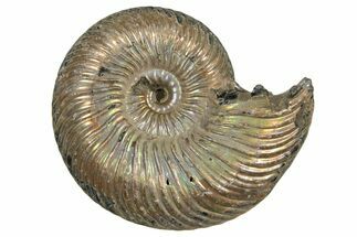 Iridescent, Pyritized Ammonite (Quenstedticeras) Fossil - Russia #337310