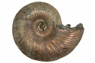 Iridescent, Pyritized Ammonite (Quenstedticeras) Fossil - Russia #337322