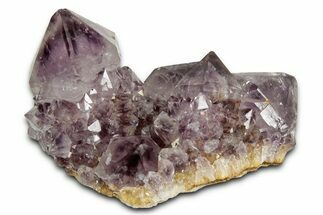 Deep-Purple Cactus Amethyst Crystal Cluster - South Africa #337621