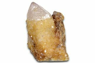 Sunshine Cactus Quartz/Amethyst Crystal Cluster - South Africa #337643