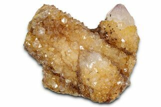 Sunshine Cactus Quartz/Amethyst Crystal Cluster - South Africa #337645