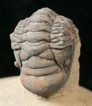 Enrolled Crotalocephalina Trilobite #17938