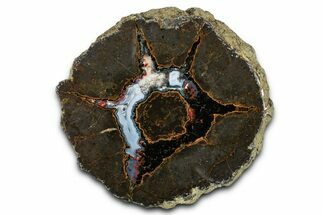Colorful Polished Thunderegg Half - Nevada #337799