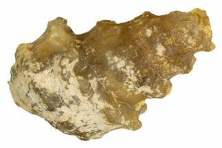 Agatized Gastropod (Cerithium?) Fossil - Morocco #338034