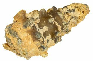 Gastropods For Sale