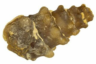 Agatized Gastropod (Cerithium?) Fossil - Morocco #338057