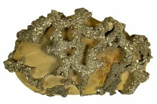 Golden Pyrite on Limonite Clay - Pakistan #337944