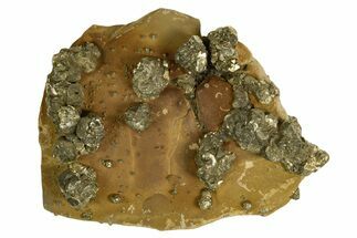 Golden Pyrite on Limonite Clay - Pakistan #337946