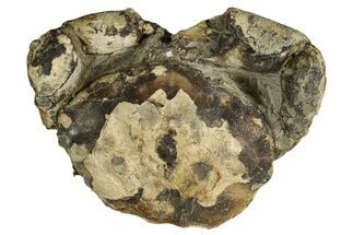Oligocene Fossil Crab (Branchioplax) - Washington State #338074