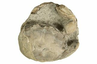Eocene Fossil Crab (Pulalius) - Washington State #338076