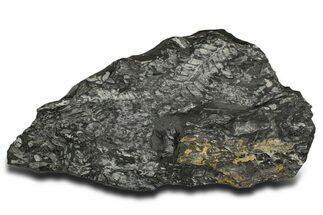 Fossil Seed Fern (Alethopteris & Pecopteris) Plate - Pennsylvania #338124