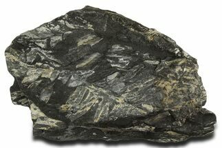 Fossil Seed Fern (Alethopteris) Plate - Pennsylvania #338129