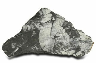 Fossil Seed Fern (Alethopteris & Pecopteris) Plate - Pennsylvania #338132