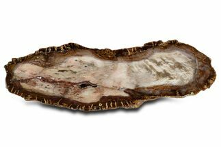 Polished Petrified Wood End Cut - Washington #338156